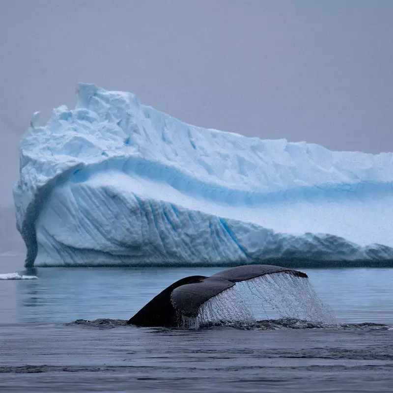 Antarctic Environments Portal
