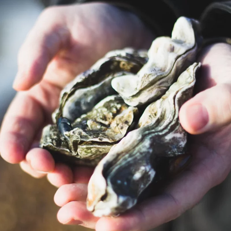 Te Awa Oysters